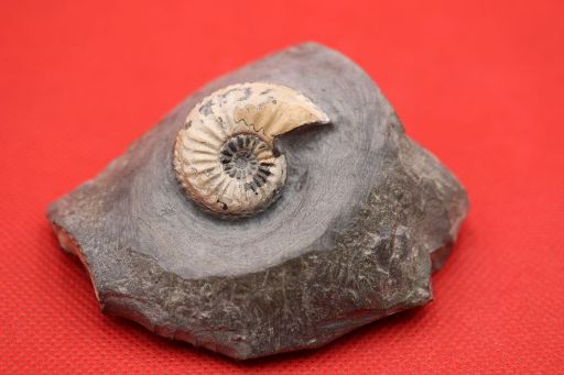Image de Pleuroceras Tranciens
