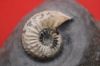 Image de Pleuroceras Tranciens