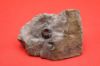 Image de Amaltheus Gibbosus
