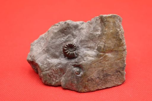 Image de Amaltheus Gibbosus