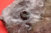 Image de Amaltheus Gibbosus