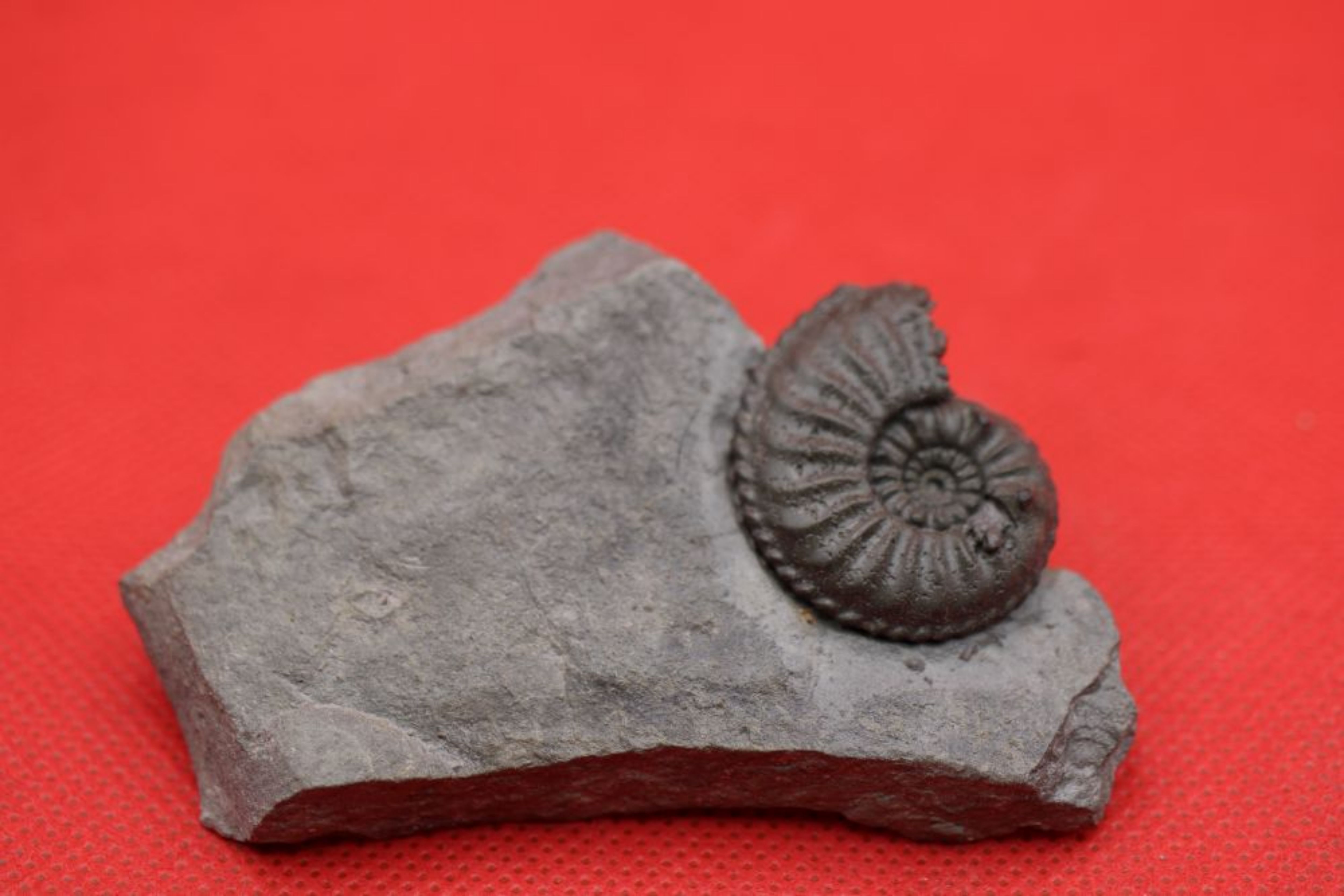 Image de Amaltheus Margaritatus