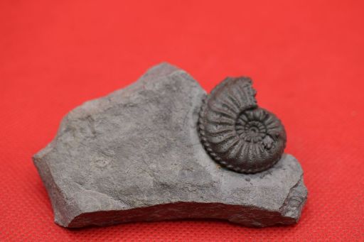 Image de Amaltheus Margaritatus