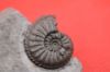 Image de Amaltheus Margaritatus