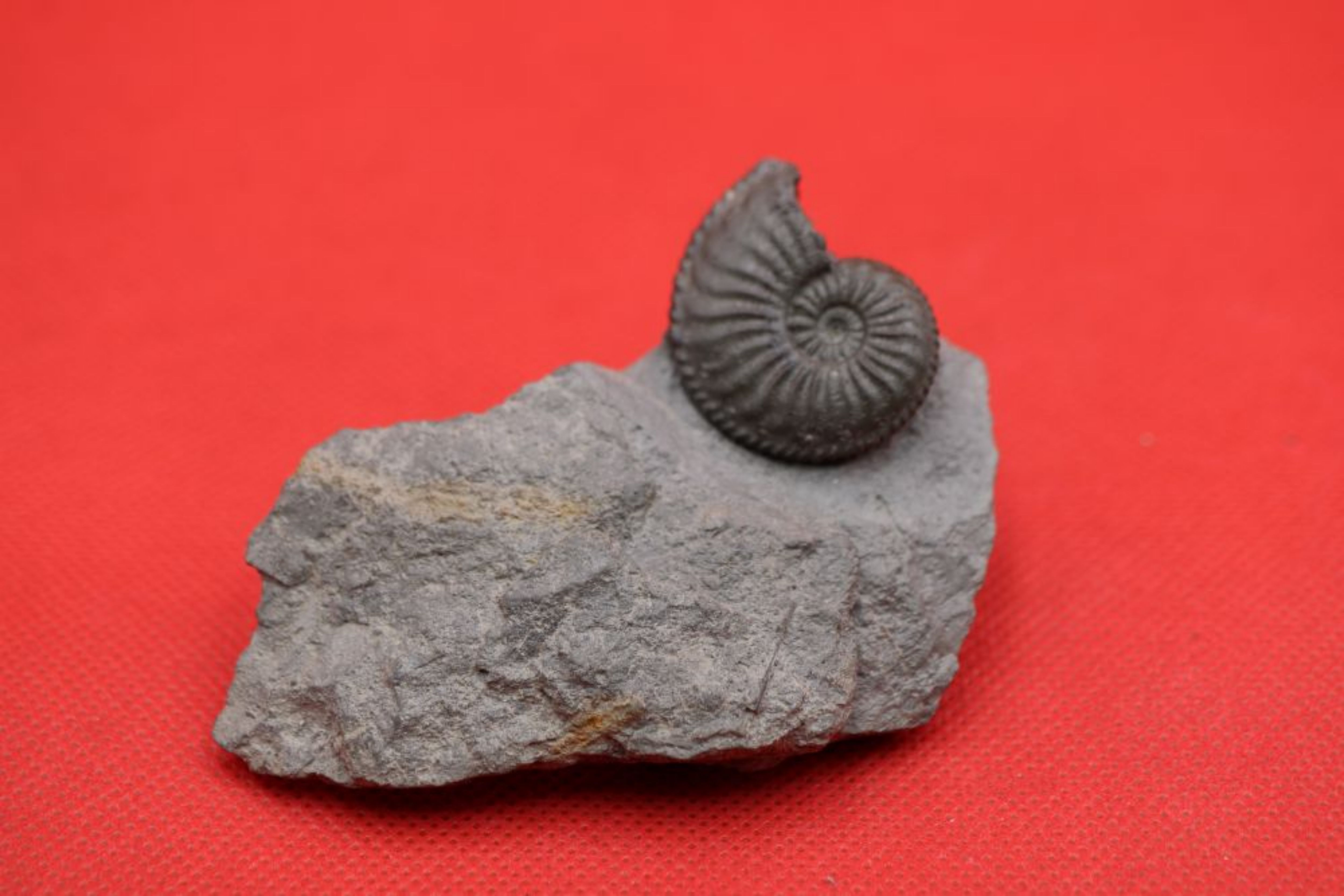 Image de Amaltheus Margaritatus