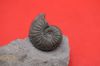 Image de Amaltheus Margaritatus