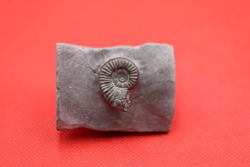 Image de Arieticeras Apertum