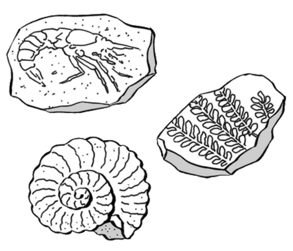 Image de la catégorie Fossiles