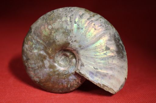 Image de Cléoniceras