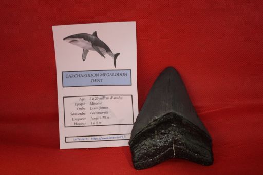 Image de Moulage Dent Megalodon