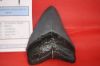 Image de Moulage Dent Megalodon