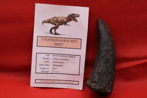 Image de Moulage Dent T-Rex