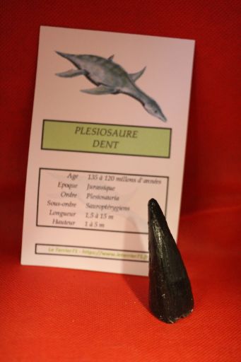 Image de Moulage Dent Plesiosaure