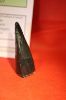 Image de Moulage Dent Plesiosaure