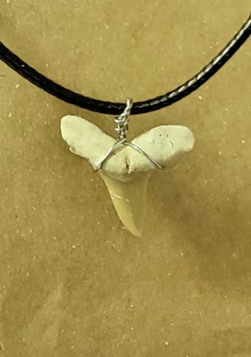 Image de Pendentif Dent de Requin fossile