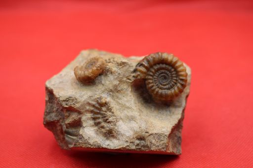 Image de Gagaticeras Gagateum