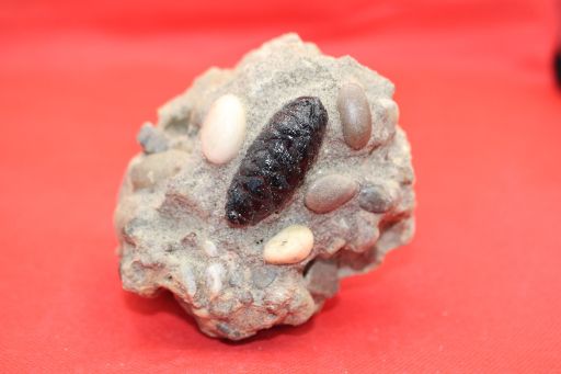 Image de Picea - Cône de pin