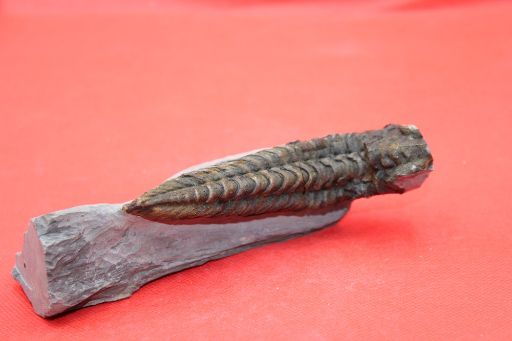 Image de Neseuretus Tristani