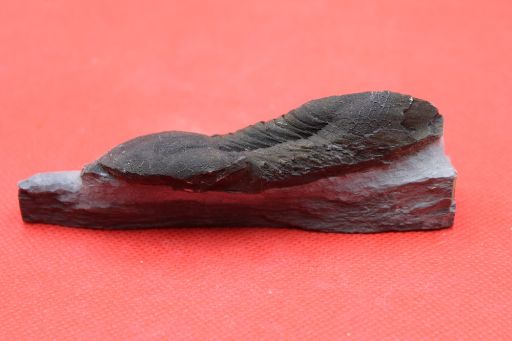 Image de Ectillaenus Giganteus