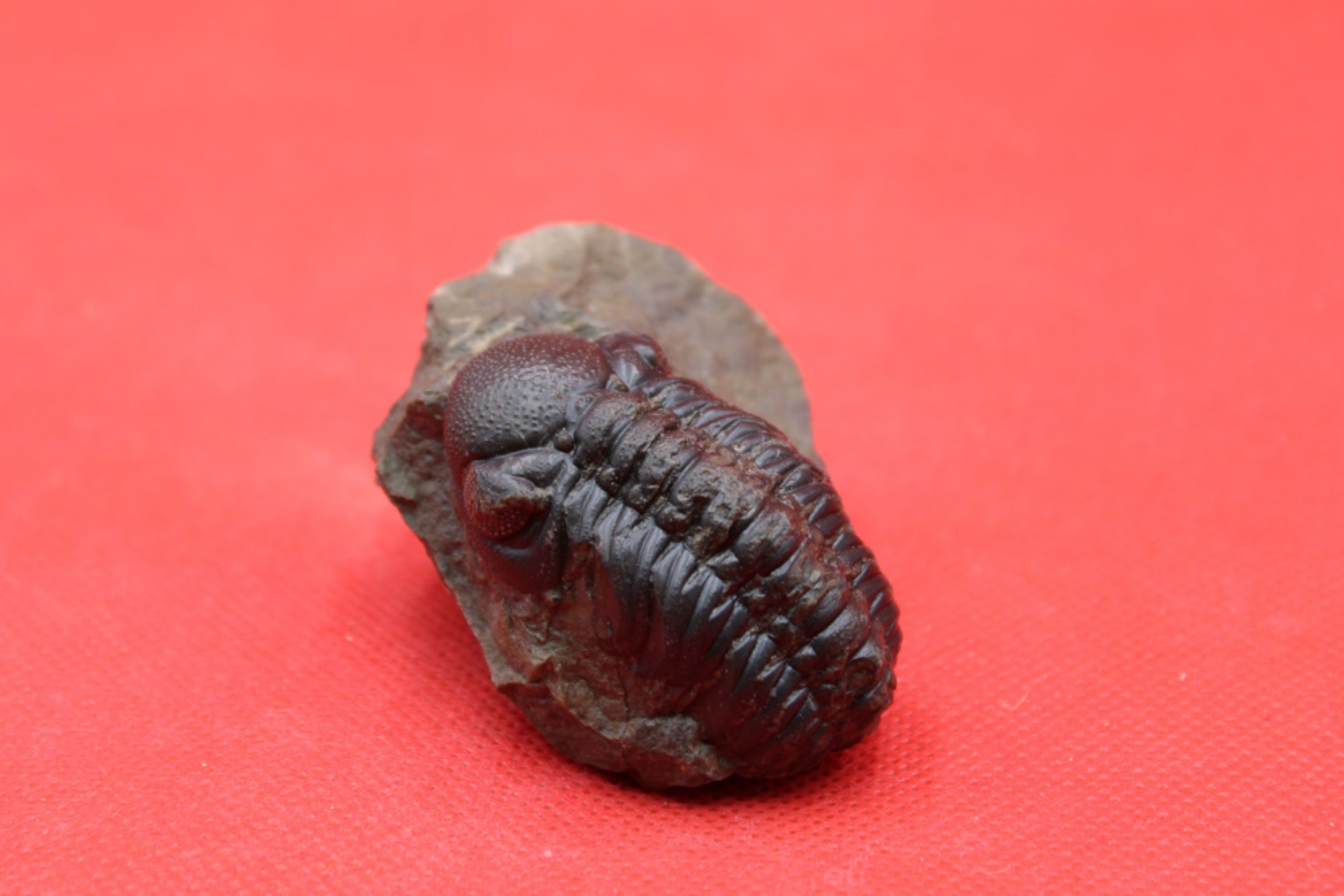 Image de Phacops SP