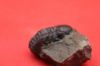 Image de Phacops SP