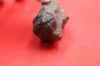 Image de Phacops SP