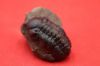Image de Phacops SP